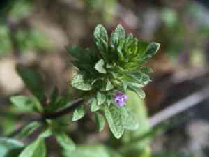 Thymeleaf mesa mint(Pogogyne serpylloides)