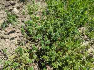Thymeleaf mesa mint(Pogogyne serpylloides)