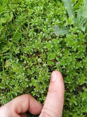 Thymeleaf mesa mint(Pogogyne serpylloides)