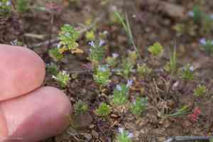 Thymeleaf mesa mint(Pogogyne serpylloides)