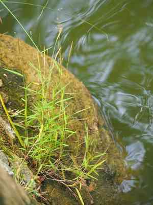 German bamboo(Pogonatherum crinitum)