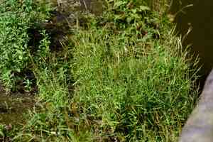 German bamboo(Pogonatherum crinitum)