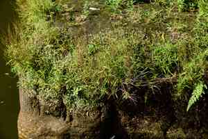 German bamboo(Pogonatherum crinitum)