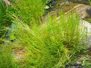 German bamboo(Pogonatherum crinitum)