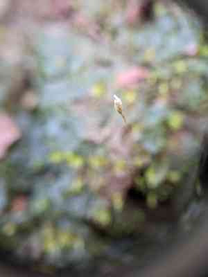 Pennsylvania pogonatum moss(Pogonatum pensilvanicum)