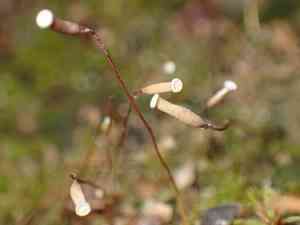 Pennsylvania pogonatum moss(Pogonatum pensilvanicum)