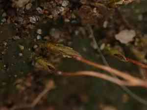 Pennsylvania pogonatum moss(Pogonatum pensilvanicum)