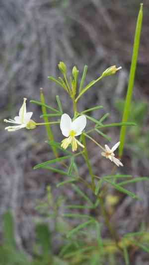 Slenderleaf clammyweed(Polanisia tenuifolia)