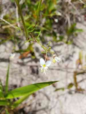 Slenderleaf clammyweed(Polanisia tenuifolia)