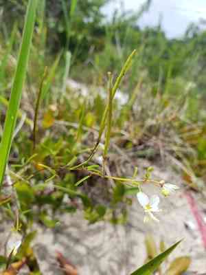 Slenderleaf clammyweed(Polanisia tenuifolia)