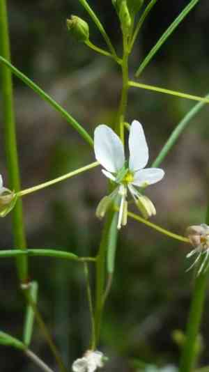 Slenderleaf clammyweed(Polanisia tenuifolia)