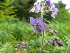 Tall jacob's-ladder(Polemonium acutiflorum)