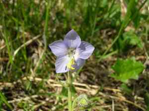 Tall jacob's-ladder(Polemonium acutiflorum)