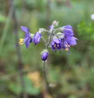 Tall jacob's-ladder(Polemonium acutiflorum)