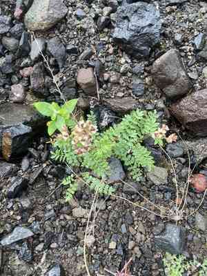 Northern jacob's-ladder(Polemonium boreale)