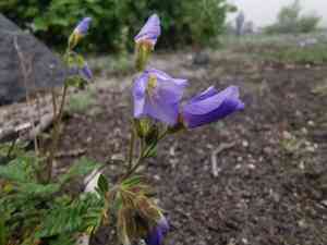 Northern jacob's-ladder(Polemonium boreale)