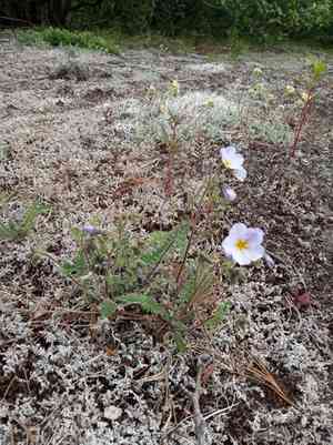 Northern jacob's-ladder(Polemonium boreale)