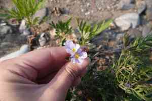 Northern jacob's-ladder(Polemonium boreale)