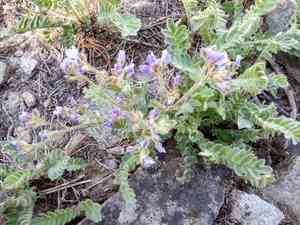 Moving polemonium(Polemonium californicum)