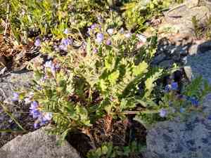 Moving polemonium(Polemonium californicum)