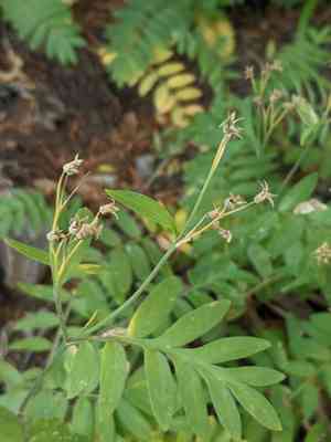 Moving polemonium(Polemonium californicum)