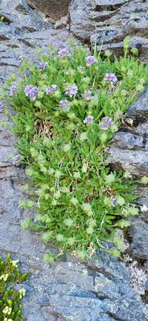 Elegant jacob's-ladder(Polemonium elegans)