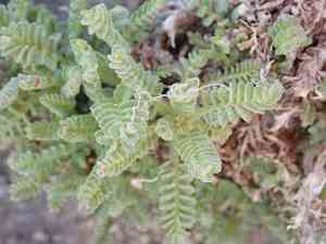 Elegant jacob's-ladder(Polemonium elegans)