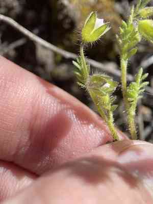 Annual polemonium(Polemonium micranthum)