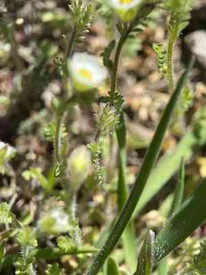 Annual polemonium(Polemonium micranthum)