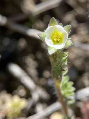 Annual polemonium(Polemonium micranthum)