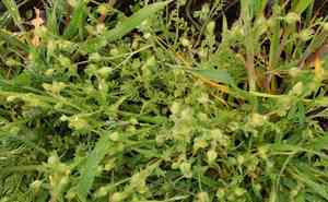 Annual polemonium(Polemonium micranthum)