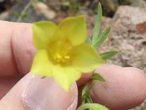 Hinckley's polemonium(Polemonium pauciflorum)