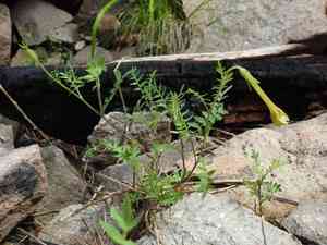 Hinckley's polemonium(Polemonium pauciflorum)