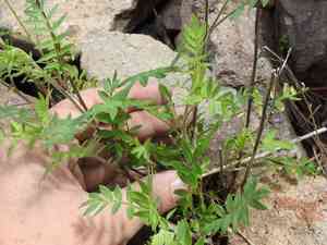 Hinckley's polemonium(Polemonium pauciflorum)