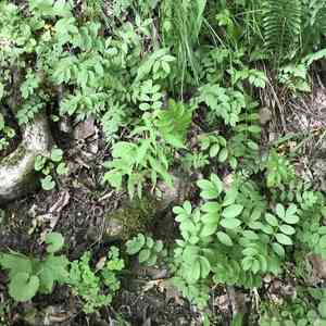 Jacob's ladder(Polemonium reptans)