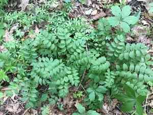Jacob's ladder(Polemonium reptans)