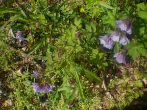 Jacob's ladder(Polemonium reptans)