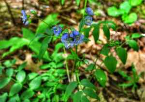 Jacob's ladder(Polemonium reptans)