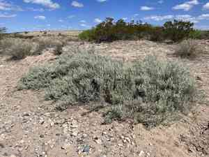 Hoary rosemary mint(Poliomintha incana)