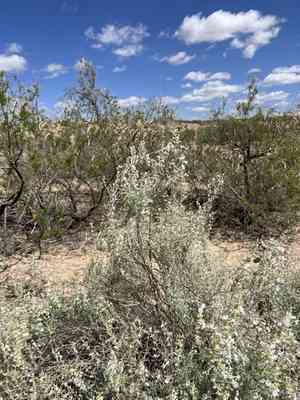 Hoary rosemary mint(Poliomintha incana)