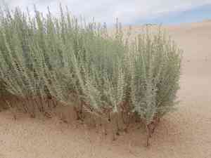 Hoary rosemary mint(Poliomintha incana)