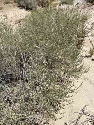 Hoary rosemary mint(Poliomintha incana)