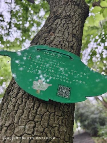 Chinese pearl-bloom tree