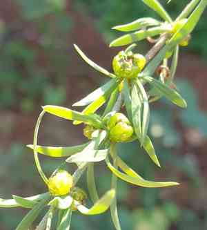 Pollichia campestris(Pollichia campestris)
