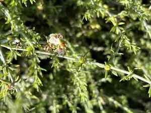 Pollichia campestris(Pollichia campestris)