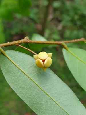 Polyalthia(Polyalthia suberosa)