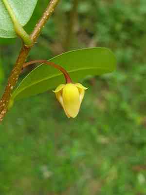 Polyalthia(Polyalthia suberosa)