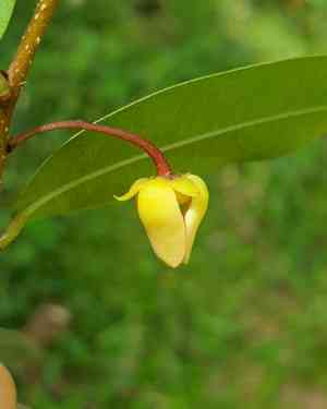 Polyalthia(Polyalthia suberosa)