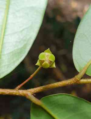 Polyalthia(Polyalthia suberosa)