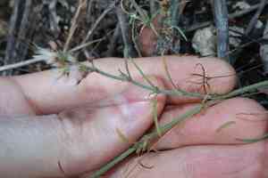 Oldman's cap(Polycarpaea corymbosa)